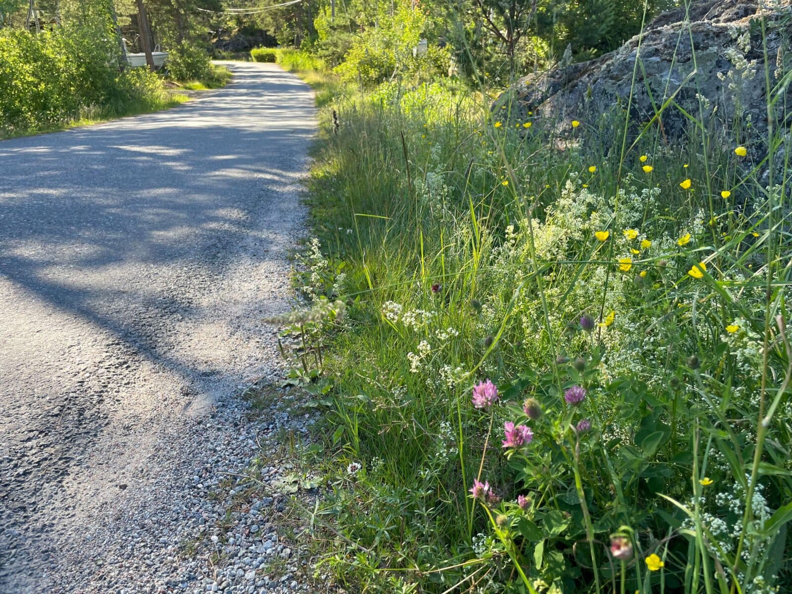 Blomrik vägkant