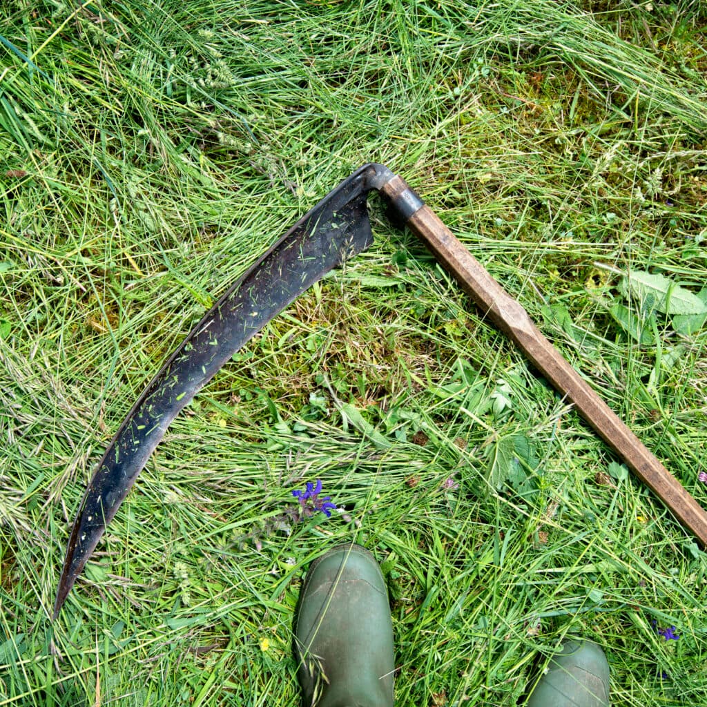 Lush, Fresh, Agriculture, Traditional, Copy space, lie, lia, slåtter, gummistövlar, äng, avslaget ...